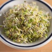 Broccoli Sprouting Seeds SS2-200_Base